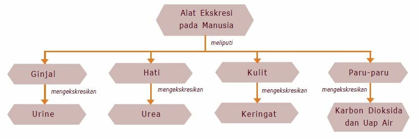 Pengertian Ekskresi  Sekresi dan  Defekasi