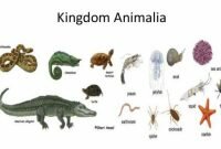 Kingdom Animalia