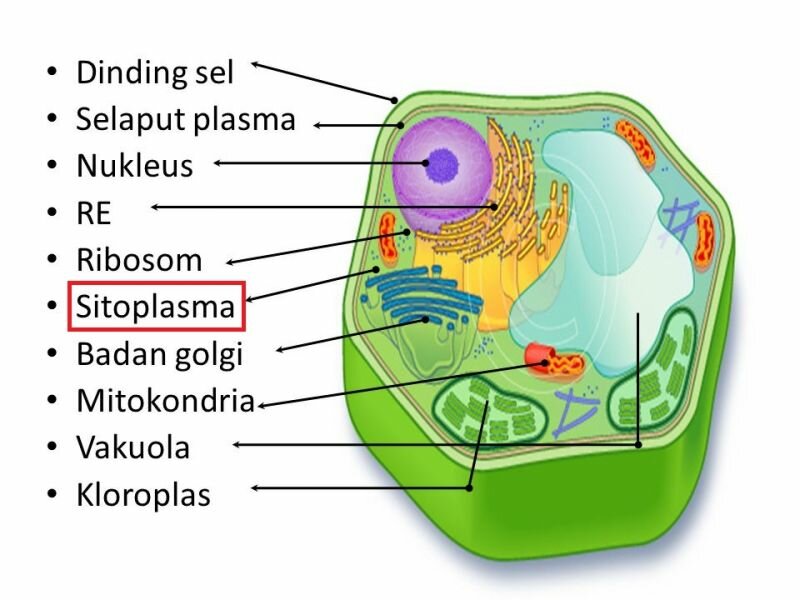  Sel  Tumbuhan  Pengertian  Fungsi Bagian Organel Dan 