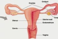 Sistem Reproduksi Wanita