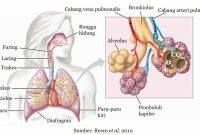 Pengertian, Cara Kerja, Organ Kerja dan Proses Sistem Pernapasan pada Manusia