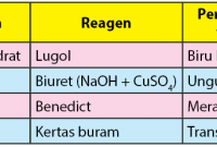 Uji Makanan Amilum, Glukosa, Protein, dan Lemak