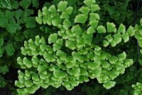 Kingdom Plantae